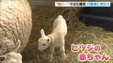 「半袖でも暑いくらい すごい熱気が…」子どもの日は各地で真夏日 いくとぴあ食花にはヒツジの赤ちゃんが 新潟県|TBS NEWS DIG