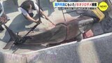瀬戸内海にもいた…  ホオジロザメ　山口･周防大島付近で捕獲　30年前は騒動も　|　RCC NEWS | 広島ニュース | RCC中国放送