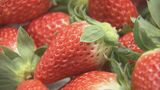 猛暑の影響でイチゴが大きく育ちすぎ…クリスマスケーキにちょうどいいサイズが少なく「ことしのケーキ屋さんは大変困るのでは？」|TBS NEWS DIG
