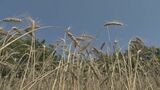 伊計島産の黄金色に輝く小麦を収穫|TBS NEWS DIG