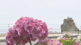 大気不安定、24日も落雷や突風注意 波立薬師のアジサイ見頃 福島・いわき市 | 福島のニュース│TUF