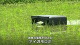 アイガモの代わりに田んぼに放って雑草を抑えるロボットの実演会 スマート農業で負担減を【岡山・津山市】|TBS NEWS DIG