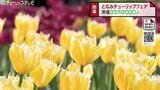 目標30万人突破 チューリップフェア来場者 外国人は激増の1万人超え NYタイムズ効果も 富山・砺波市 | 富山のニュース|天気・防災|チューリップテレビ