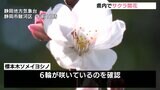 サクラ開花宣言　基準満たす6輪確認　平年より5日早い＝静岡県|TBS NEWS DIG
