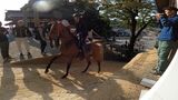 「上げ馬神事」、歴史上初めて事前訓練 壁をなくし緩やかにした坂で 三重県・多度大社|TBS NEWS DIG