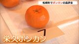 「球も大きく、味もよく仕上がっている」特産のポンカン　味や形など競う品評会には“幻のぽんかん”も並ぶ＝静岡・松崎町|TBS NEWS DIG