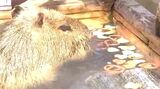「真似しないでね…」動物たちの恋のアドバイスとは？動物園でバレンタインイベント　|　SBC NEWS | 長野のニュース | SBC信越放送