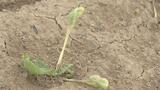 ハクサイの苗、8割以上枯れる…記録的猛暑で「秋冬野菜」に被害 福島 | 福島のニュース│TUF