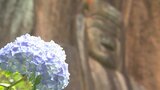 「アジサイ寺」と言われる普光寺 2千株のアジサイが咲き始める 大分・豊後大野市 | 大分のニュース|OBS NEWS|大分放送