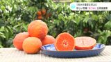 1年かけ熟し濃厚な甘みに 珍しい柑橘「なつみ」出荷最盛期 | 高知のニュース・天気|KUTV NEWS | KUTVテレビ高知