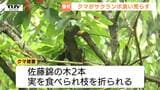 大切に育てた"赤い宝石"にもクマの脅威が...相次いでさくらんぼがクマに食い荒らされる　畑の監視カメラにはクマの姿も（山形・村山市）　|　山形のニュース│TUYテレビユー山形
