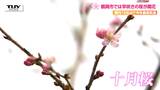 一足早い桜の便り! 荘内神社で早咲きの桜が開花 春と秋に咲く二度咲きの桜 "十月桜"とは(山形・鶴岡市) | 山形のニュース│TUYテレビユー山形