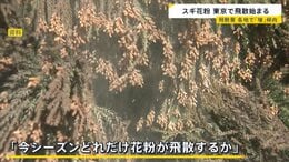 あす春節　賑わう観光地では「目薬とティッシュは必ず…」スギ花粉　東京で飛散開始　一方でインフルB型急増　1シーズンで2度「警報レベル」超え【news23】|TBS NEWS DIG