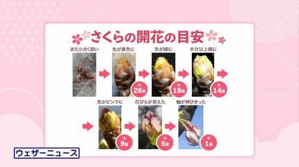 熊本城のサクラ開花予想】つぼみで分かる「開花までの日数」 今月23日