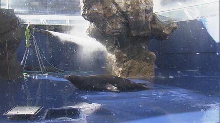 鳥羽水族館で年末恒例の大掃除 アシカやアザラシの水槽で 高圧洗浄機や