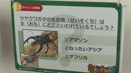 触っていいの？」世界の珍しい昆虫大集合 「ヘラクレスオオカブト