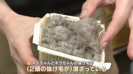 ご長寿ラッコの21歳｢メイちゃん｣ 17歳｢キラちゃん｣国内唯一の2頭に
