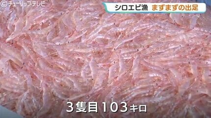 シロエビ」解禁から3日目にしてようやく初の水揚げ 一回目は合計106
