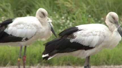 幸せを運ぶ」国の特別天然記念物コウノトリ2羽が岡山市に飛来 日本には