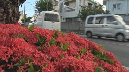 ✨✨✨サンダンカ【涼盆栽◎美らさん】検/花物/三段花 コバノサンダンカ」が満開 通りを彩る | 沖縄のニュース｜RBC 琉球放送