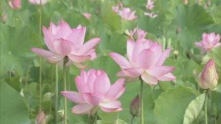 古代のハス｢大賀ハス｣が見頃 14年前に植えた数十本の苗が今は約3万株に