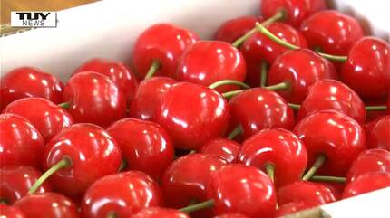 美しい赤！美しい箱詰め！ さくらんぼの主力品種”佐藤錦”の品評会