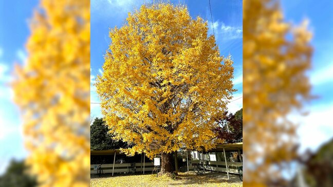 樹齢100年越え、駅のシンボル“大イチョウ” 今年最後の輝きを放ち冬支度を進める【高知・日高村】 | 高知のニュース・天気|KUTV NEWS | KUTVテレビ高知