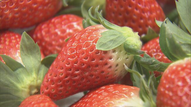 猛暑の影響でイチゴが大きく育ちすぎ…クリスマスケーキにちょうどいいサイズが少なく「ことしのケーキ屋さんは大変困るのでは？」|TBS NEWS DIG