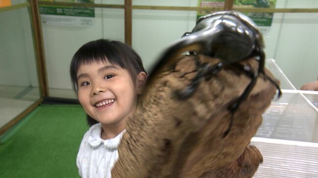 触って学び楽しむ「世界の昆虫展」 約200匹の日本のカブトムシなどを展示 標本づくり体験も【岡山】|TBS NEWS DIG
