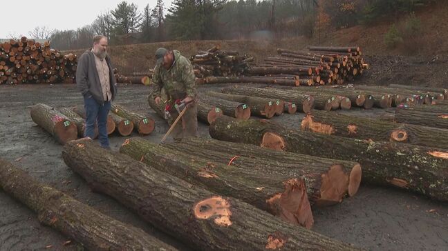 トランプ政権 木材に10%の追加関税 10月14日から発動|TBS NEWS DIG