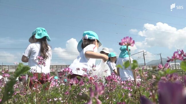 「めっちゃ楽しかった」”ピンクのじゅうたん”のようなレンゲ畑で幼稚園児が花摘み=静岡・富士市|TBS NEWS DIG