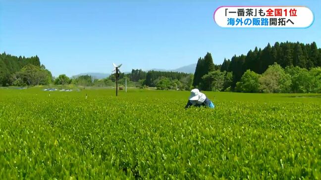 一番茶生産量全国一　塩田知事「生産設備増強などを支援したい」|TBS NEWS DIG