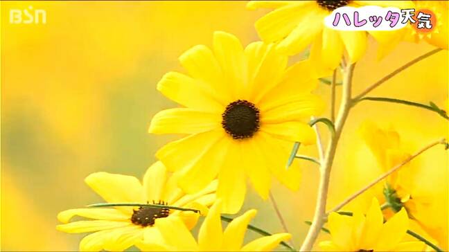 「綺麗です 山があって花があって 最高だと思います」秋の訪れを感じさせる『ヤナギバヒマワリ』が見ごろ　新潟県上越市|TBS NEWS DIG