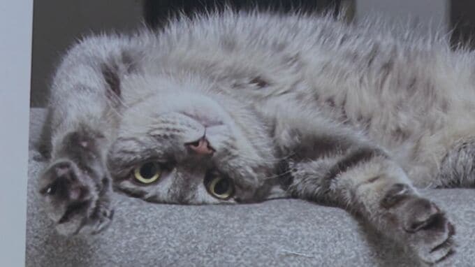 １１５６点の作品が壁一面に　ペットの写真展「うちの子参観日」　島根県江津市の今井美術館|TBS NEWS DIG