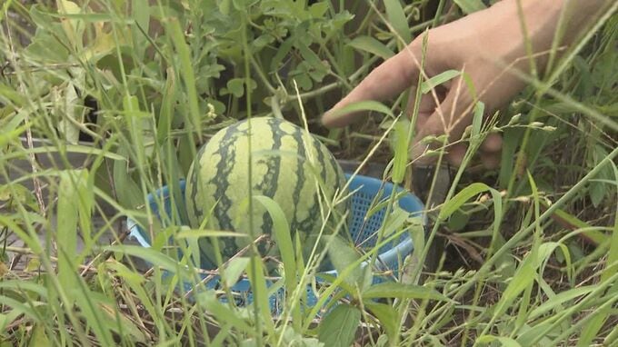スーパーの物置場に「ど根性スイカ」6個出現し話題に　昨夏の展示巨大スイカの生まれ変わりか　|　BSSニュース | BSS山陰放送