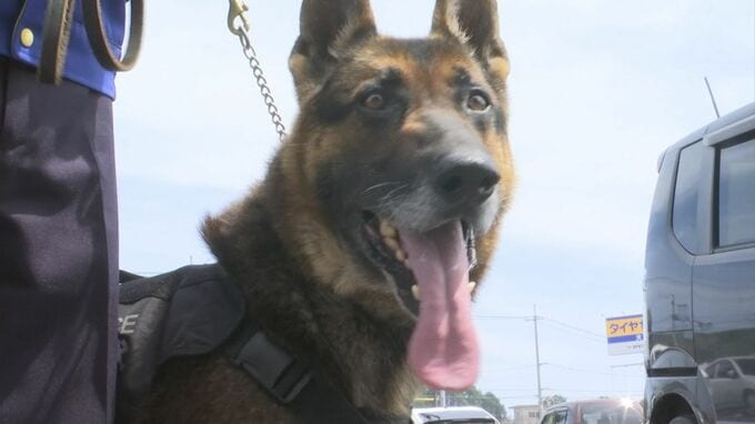 島根県警　嘱託警察犬にロック オブ マウント サンベ号を任命　|　BSSニュース | BSS山陰放送