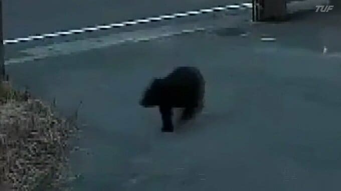 福島市の住宅街にクマ出没　馬場市長「必要であればわな設置」　パトロールも継続|TBS NEWS DIG