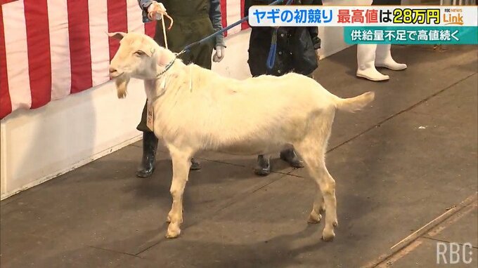 人気高まるヤギ肉　ヤギの初競りで1キロあたり1548円の高値に　価格の上昇続く|TBS NEWS DIG