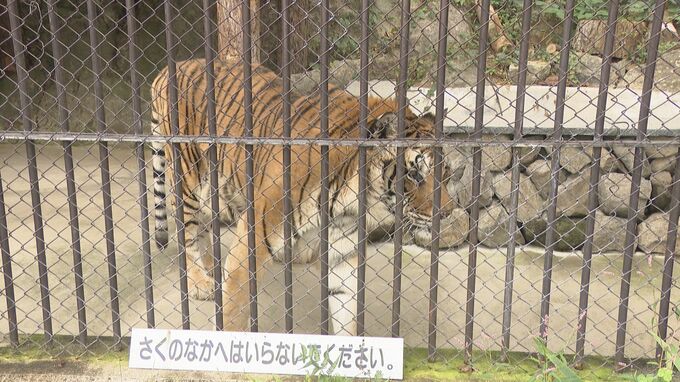 国内最高齢のベンガル系のトラ「臥桜（がお）」死ぬ　老衰のため　2025年6月に20歳を迎える　人間にすると100歳　須坂市動物園・長野　|　SBC NEWS | 長野のニュース | SBC信越放送
