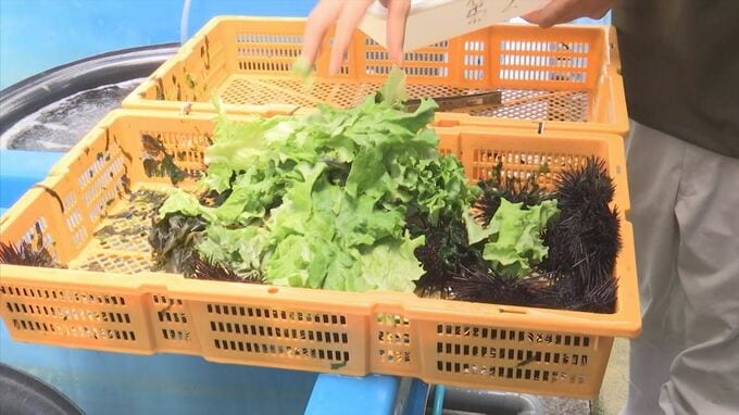 中身もスカスカ　厄介者のムラサキウニをまさかの養殖　エサにレタスを与えてみたら…　|　BSSニュース | BSS山陰放送