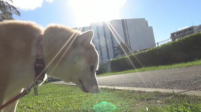 「この暑さで毛皮ですから…」犬の散歩タイムに潜む熱中症リスク！　いつもの “ハァハァ” か熱中症か　注意深く観察を　|　沖縄のニュース｜RBC 琉球放送