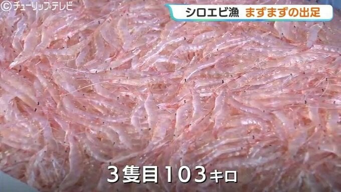 「シロエビ」解禁から3日目にしてようやく初の水揚げ 一回目は合計106キロとまずまずの出だし 富山・新湊漁港　　|　富山のニュース｜天気・防災｜チューリップテレビ