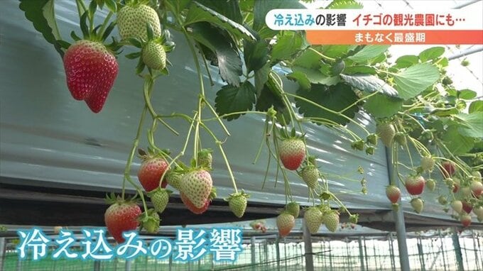 「申し訳ないが値上げした」園主の苦悩　寒気の影響でイチゴの生育に遅れ　|　山梨のニュース | ＵＴＹテレビ山梨