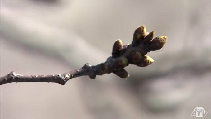 最新のサクラの開花予想日　青森市は4月12日で平年より「かなり早い開花」となる見込み　青森春まつりは「準まつり体制」で4月16日に開幕することが決定|TBS NEWS DIG