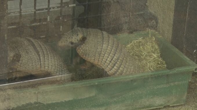 沖縄こどもの国にアリクイとアルマジロが仲間入り　アリクイ|TBS NEWS DIG