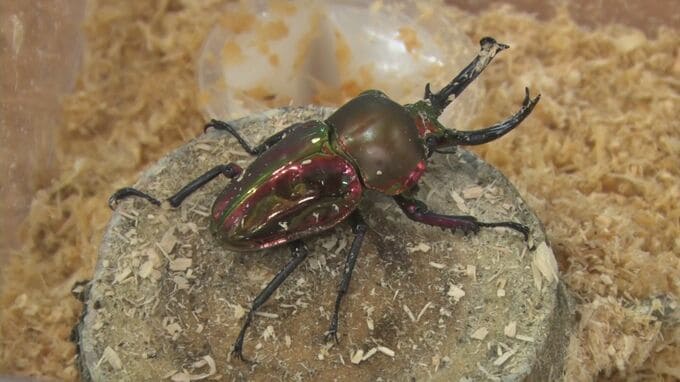 「ヘラクレスヘラクレス」「ギラファノコギリクワガタ」「ニジイロクワガタ」　世界のカブトムシ・クワガタ37種類が一堂に　展示最終日には昆虫の無料配布抽選会も　|　BSSニュース | BSS山陰放送