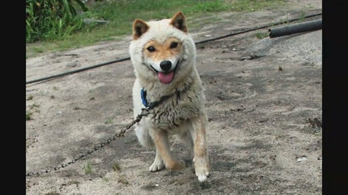 マスク焼け？みたいなユニーク犬　「山陰柴犬」冬毛生え代わりのメカニズムは？　|　BSSニュース | BSS山陰放送