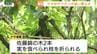 大切に育てた"赤い宝石"にもクマの脅威が...相次いでさくらんぼがクマに食い荒らされる　畑の監視カメラにはクマの姿も（山形・村山市）　|　山形のニュース│TUYテレビユー山形