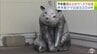 昨年度のクマの出没件数が発表　青森県内は過去最多の3334件　捕獲数も過去最多の1248頭に　2026年は昨年度の倍以上のペースで出没　五所川原市では緊急銃猟のための訓練が初めて実施　|　青森のニュース│ATV NEWS│青森テレビ