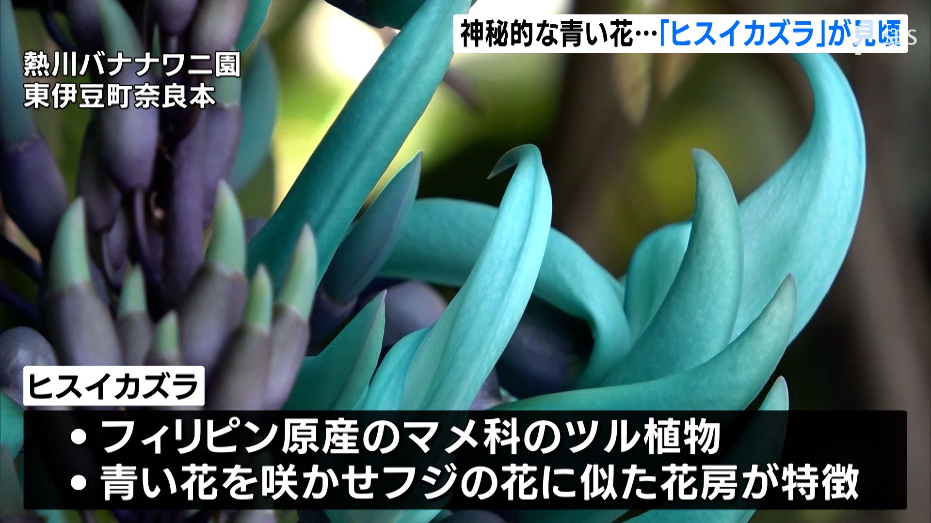 宝石の翡翠のような…神秘的な青い花「ヒスイカズラ」が見ごろ＝静岡